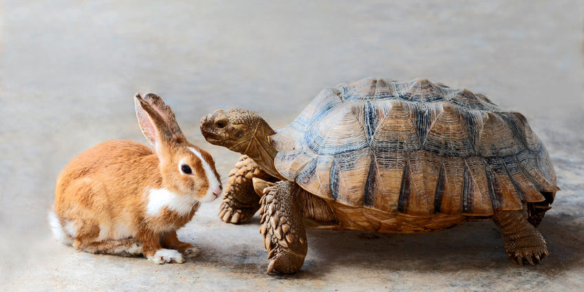 rabbit and turtle. tortoise and hare | following new market trends