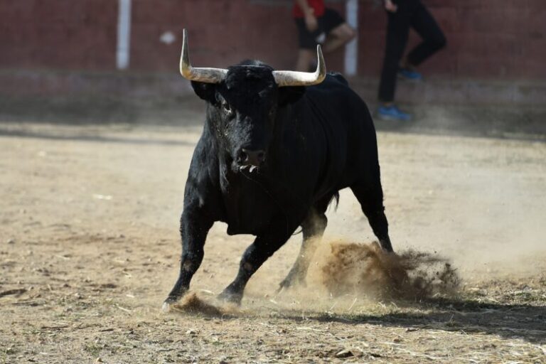 a bull running | bull market strategy