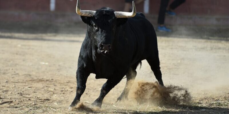 a bull running | bull market strategy