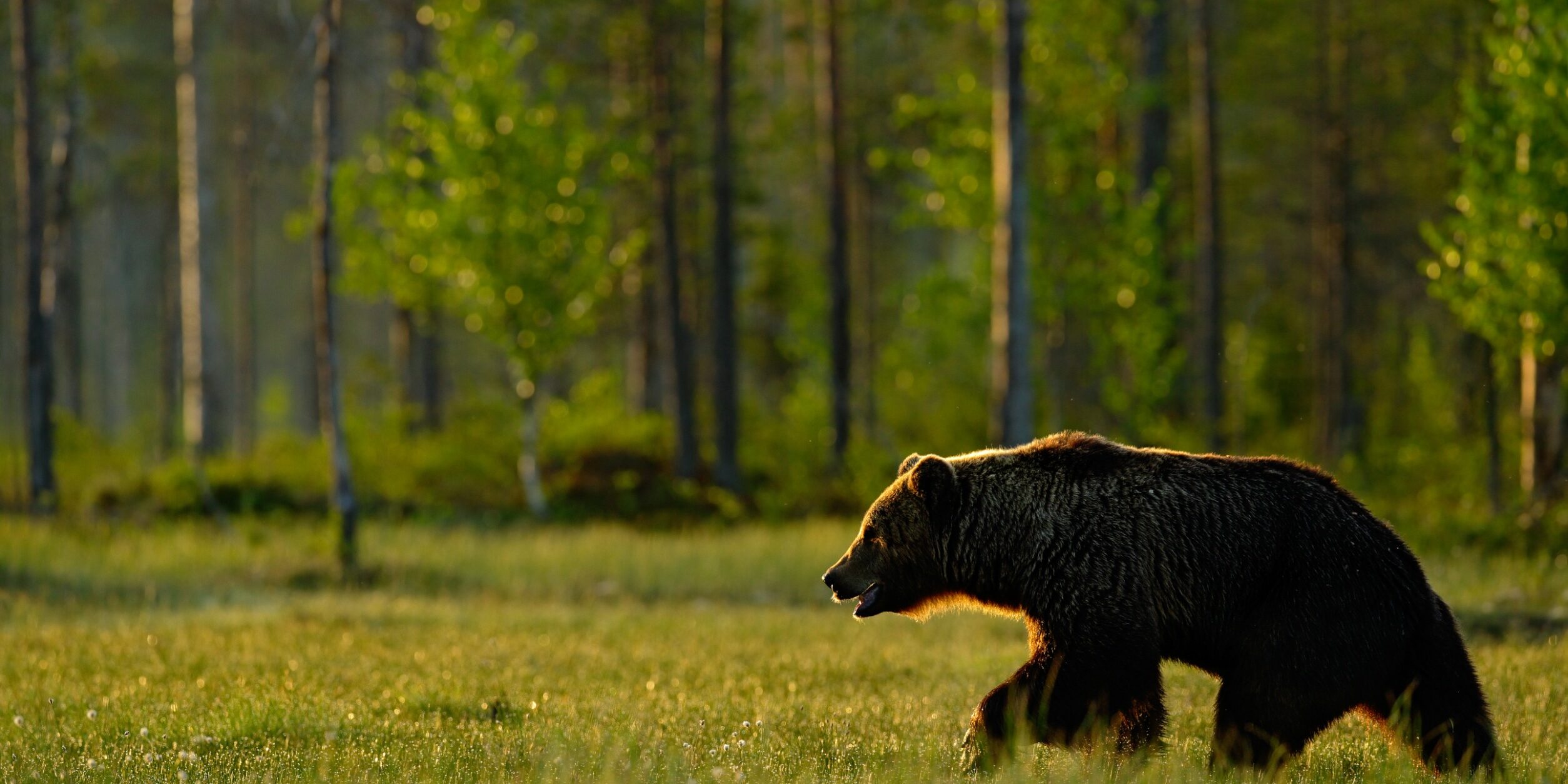 bear walking in a field | bear market is almost over