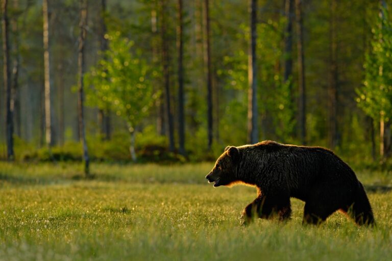 bear walking in a field | bear market is almost over